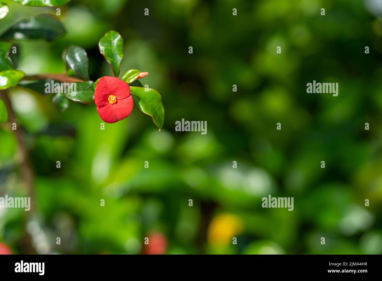 One red flower crown of thorns , botanical name Euphorbia milii. Floral