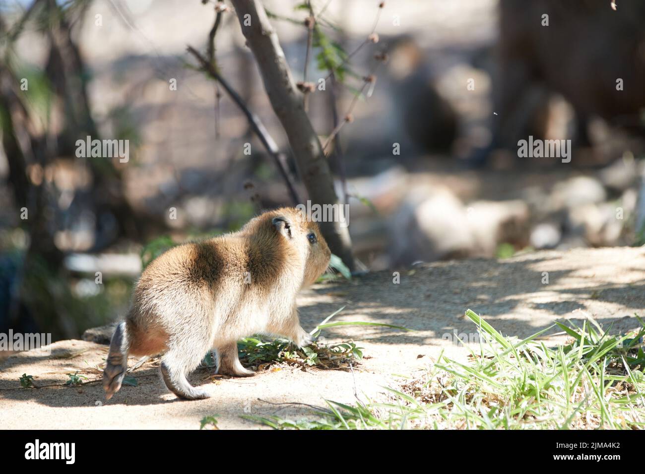 capybara and baby stand at lake Stock Photo