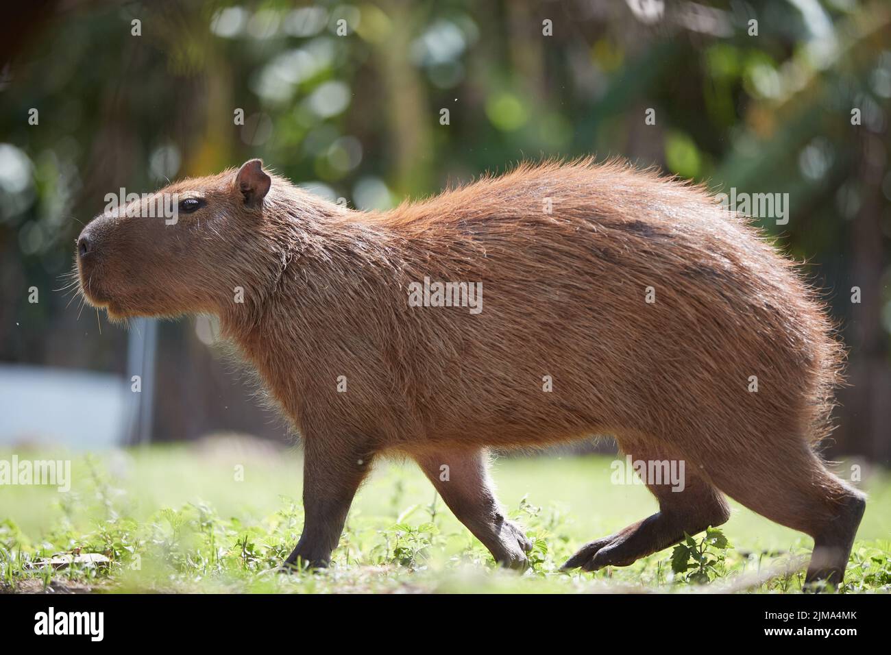 capybara and baby stand at lake Stock Photo