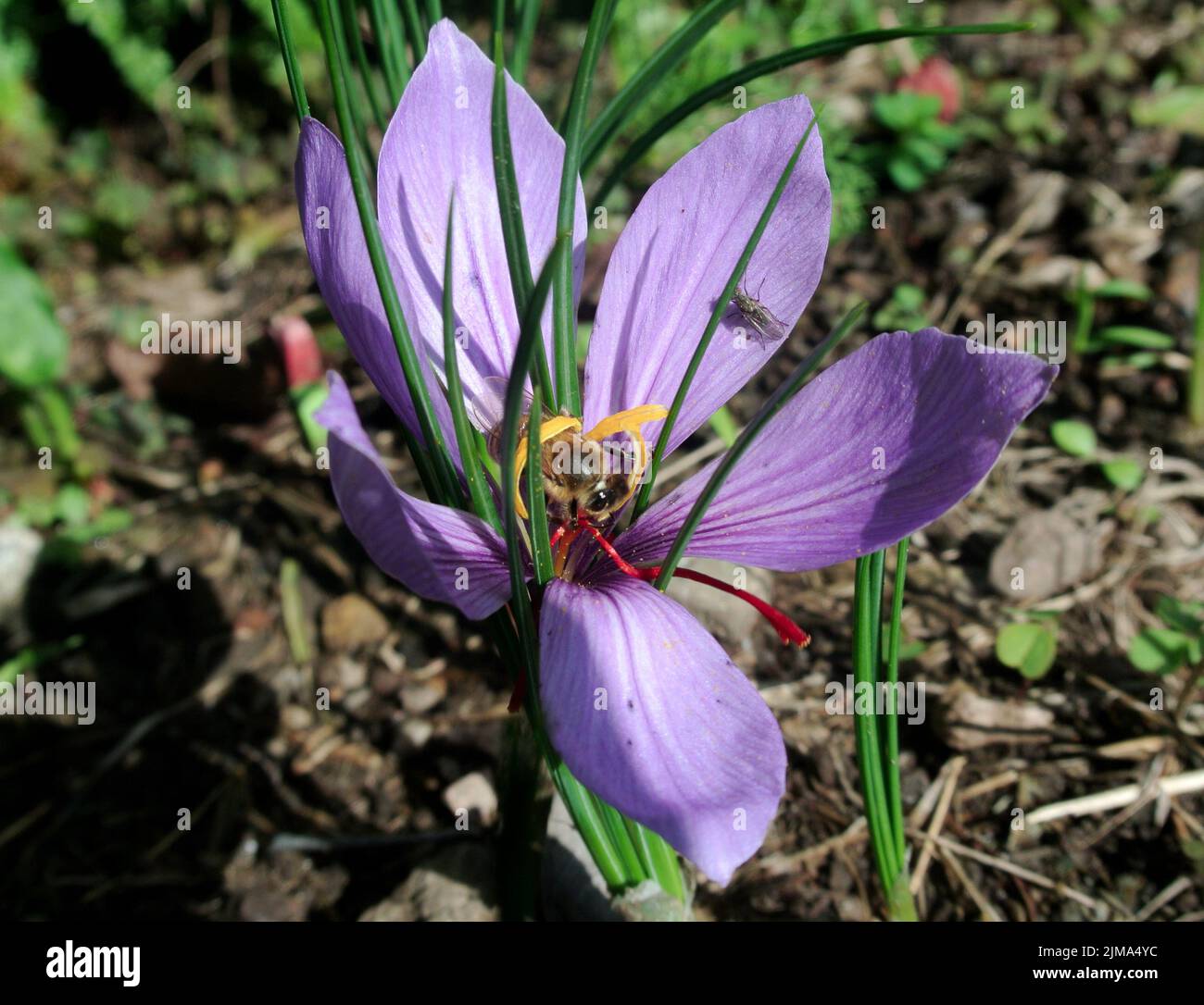 Fiore di zafferano hi-res stock photography and images - Alamy