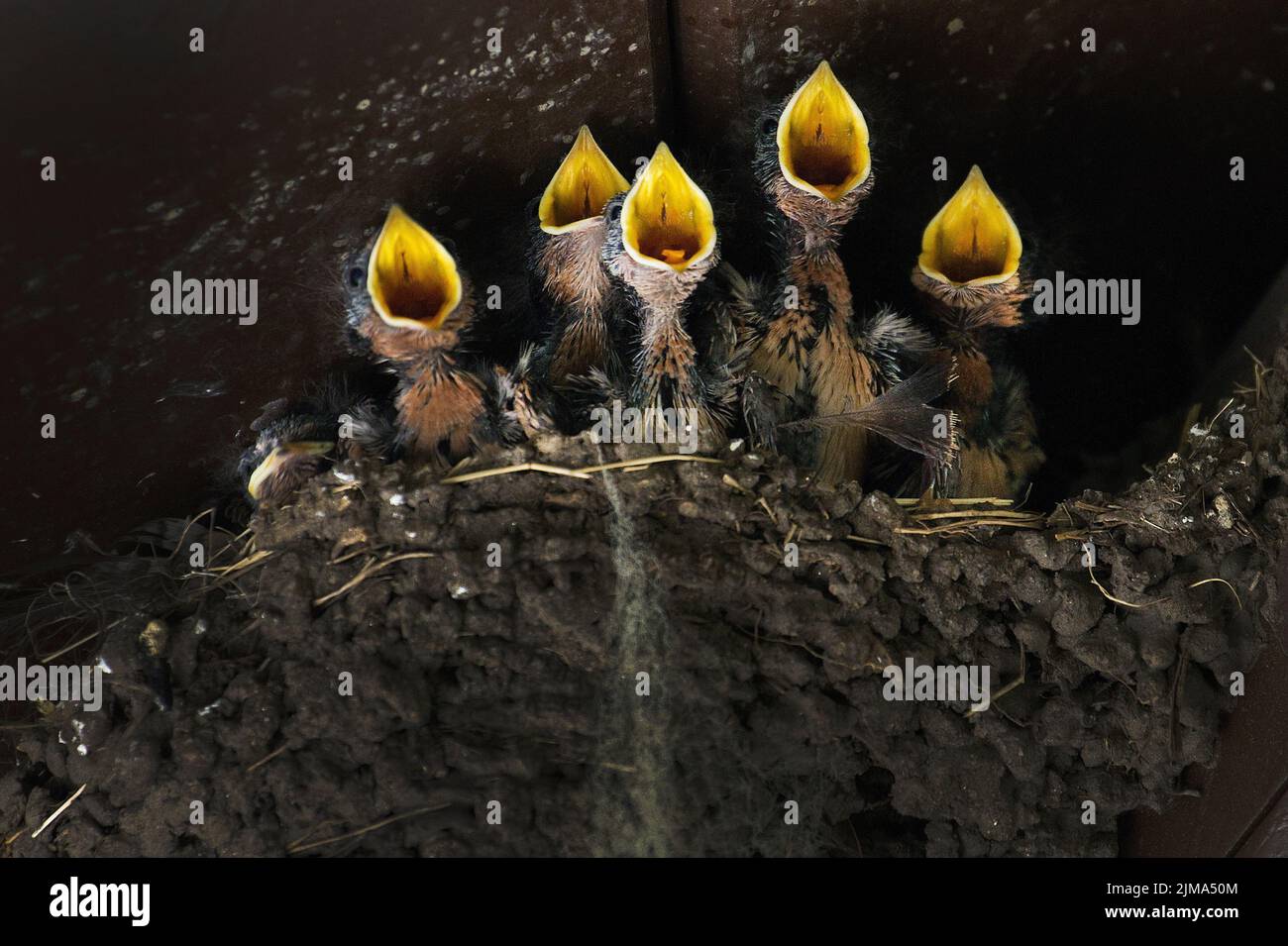 Baby barn swallows with mouths open crying for food Stock Photo