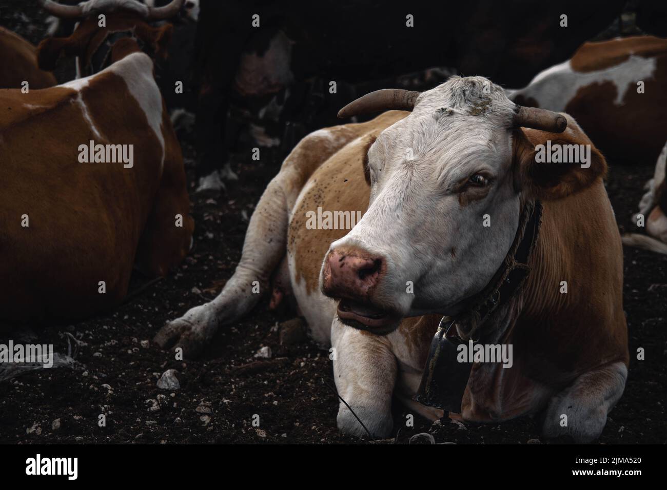 A closeup shot of the cow in the farm Stock Photo - Alamy