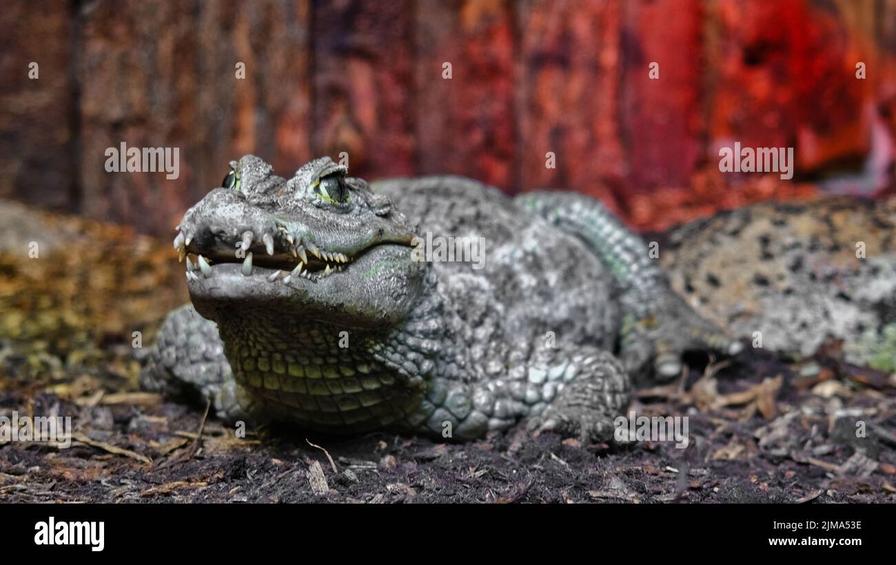 A closeup of a caiman in the zoo. Stock Photo