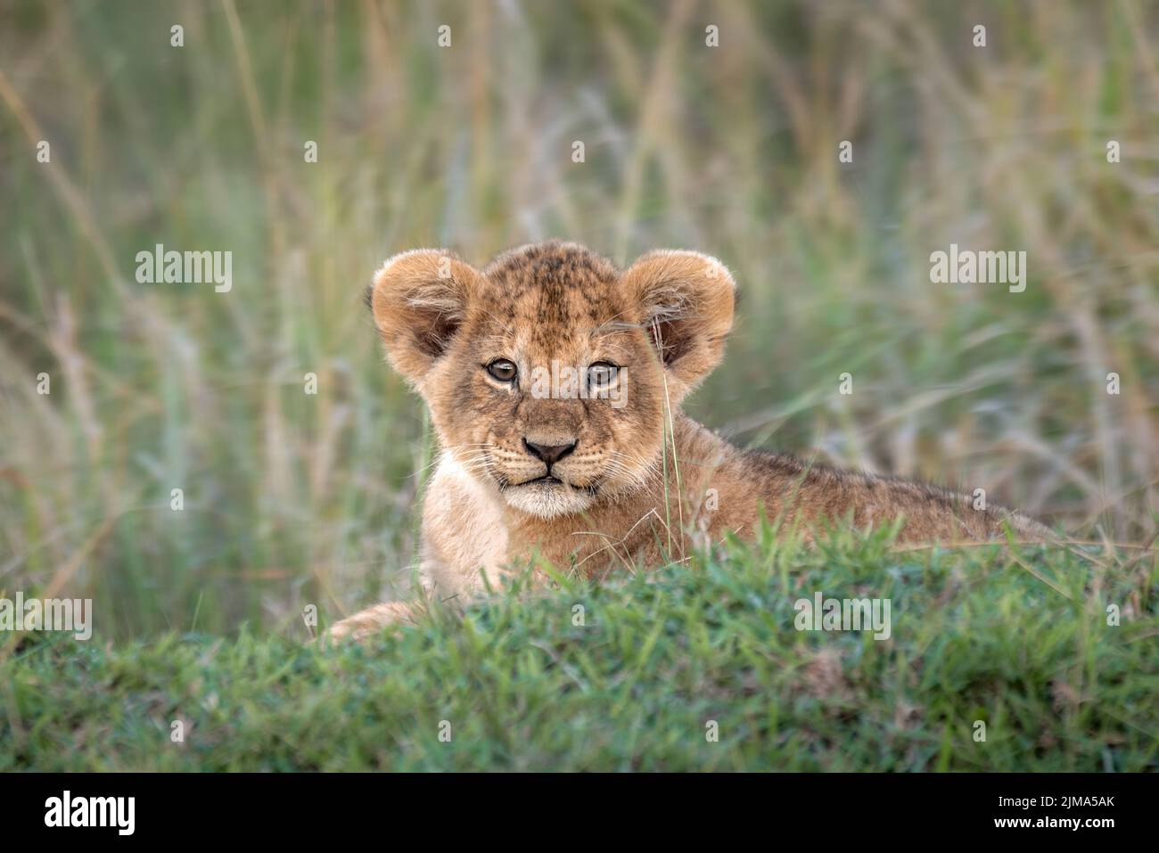 A closeup portrait of a Barbary lion baby lying on dried grass in a ...