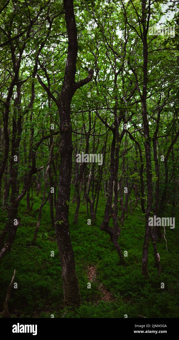 A vertical shot of the green forest with dense vegetation Stock Photo ...