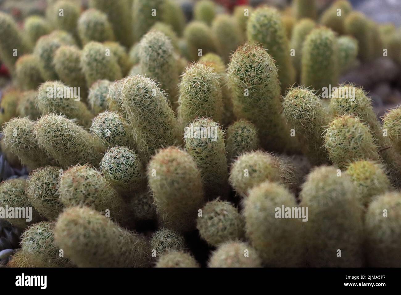 A closeup of Mammillaria elongata, the gold lace cactus. Stock Photo