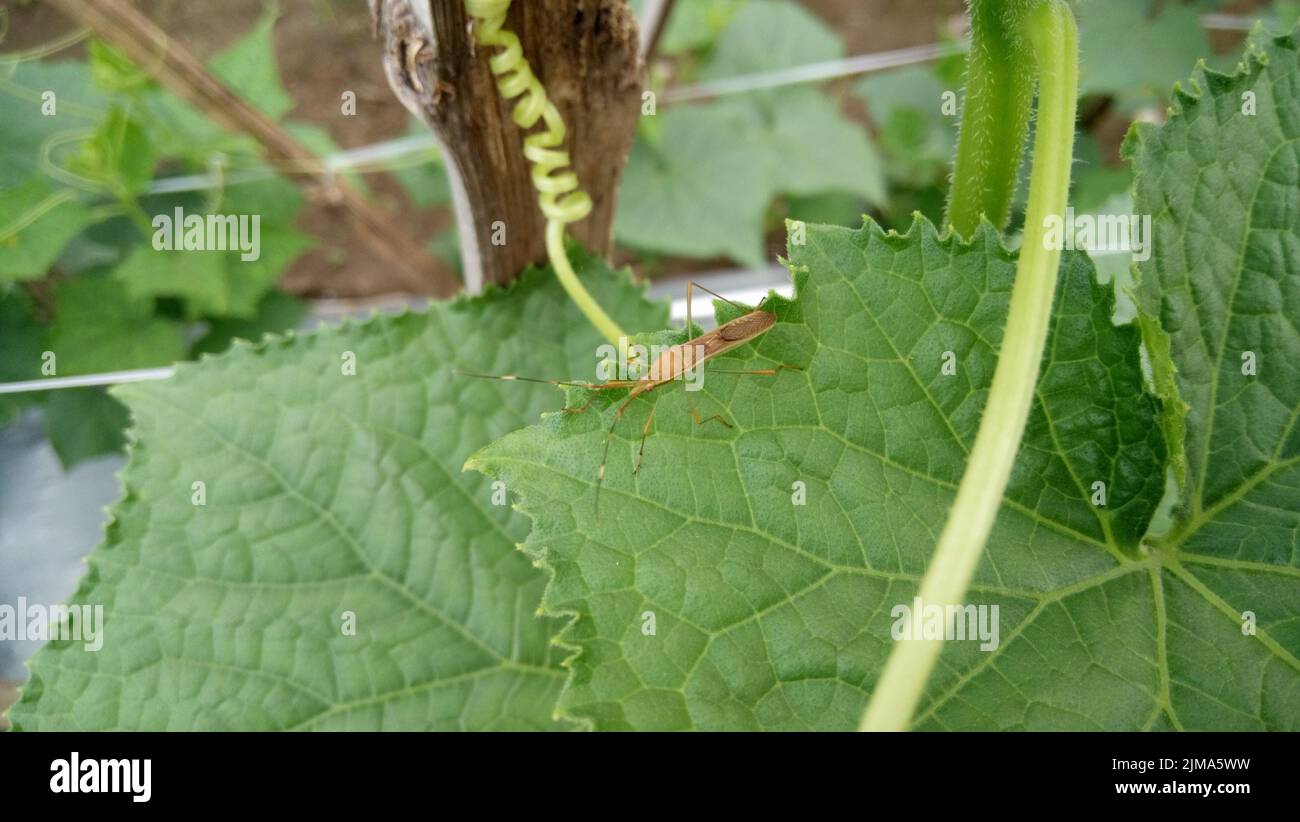 Little insect walking on cucumber plant leaves Stock Photo - Alamy