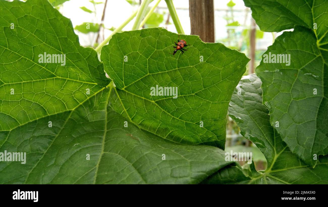 Little insect walking on cucumber plant leaves Stock Photo - Alamy