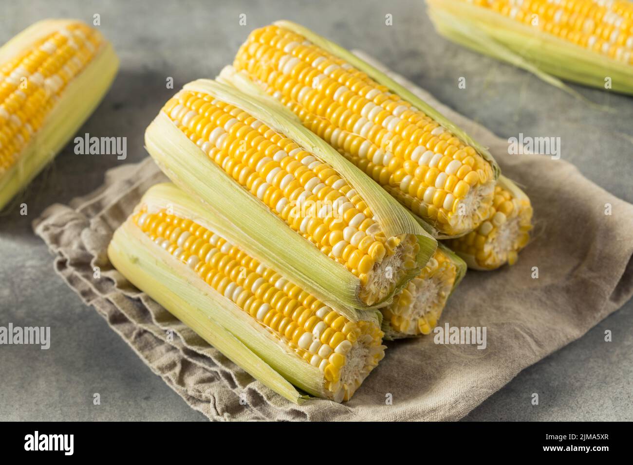 Raw Organic Yellow Sweet Corn on the Cob Ready to Cook Stock Photo