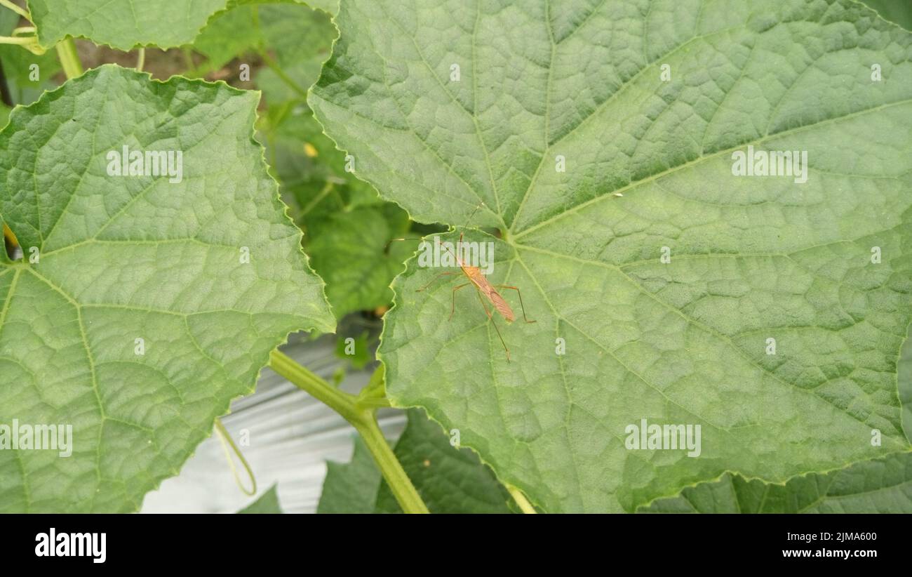 Little insect walking on cucumber plant leaves Stock Photo - Alamy