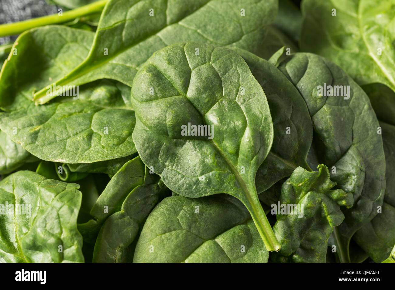 Raw Green Organic Baby Spinach Ready to Cook Stock Photo