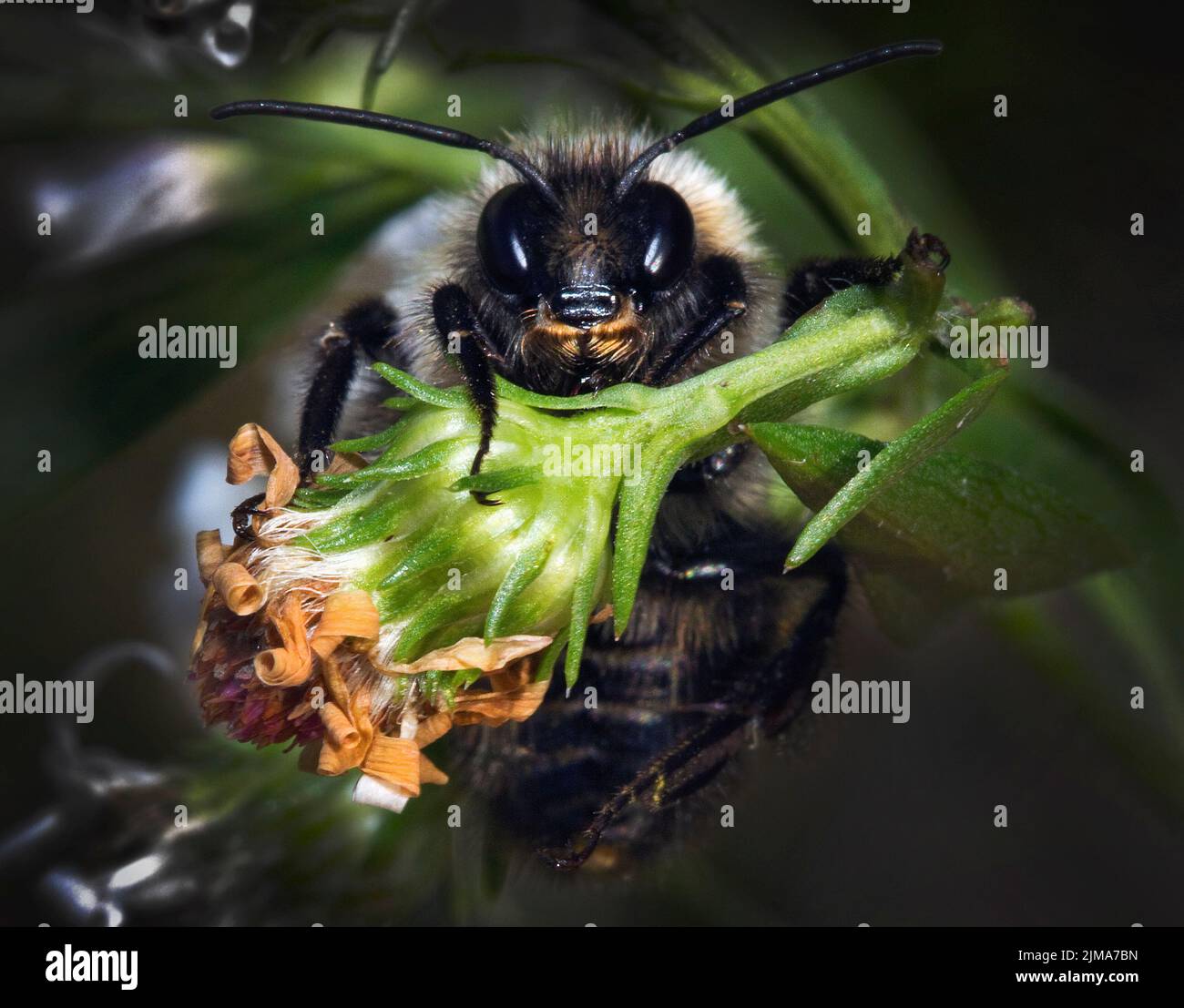 Bee crawling out of a flower Stock Photo Alamy