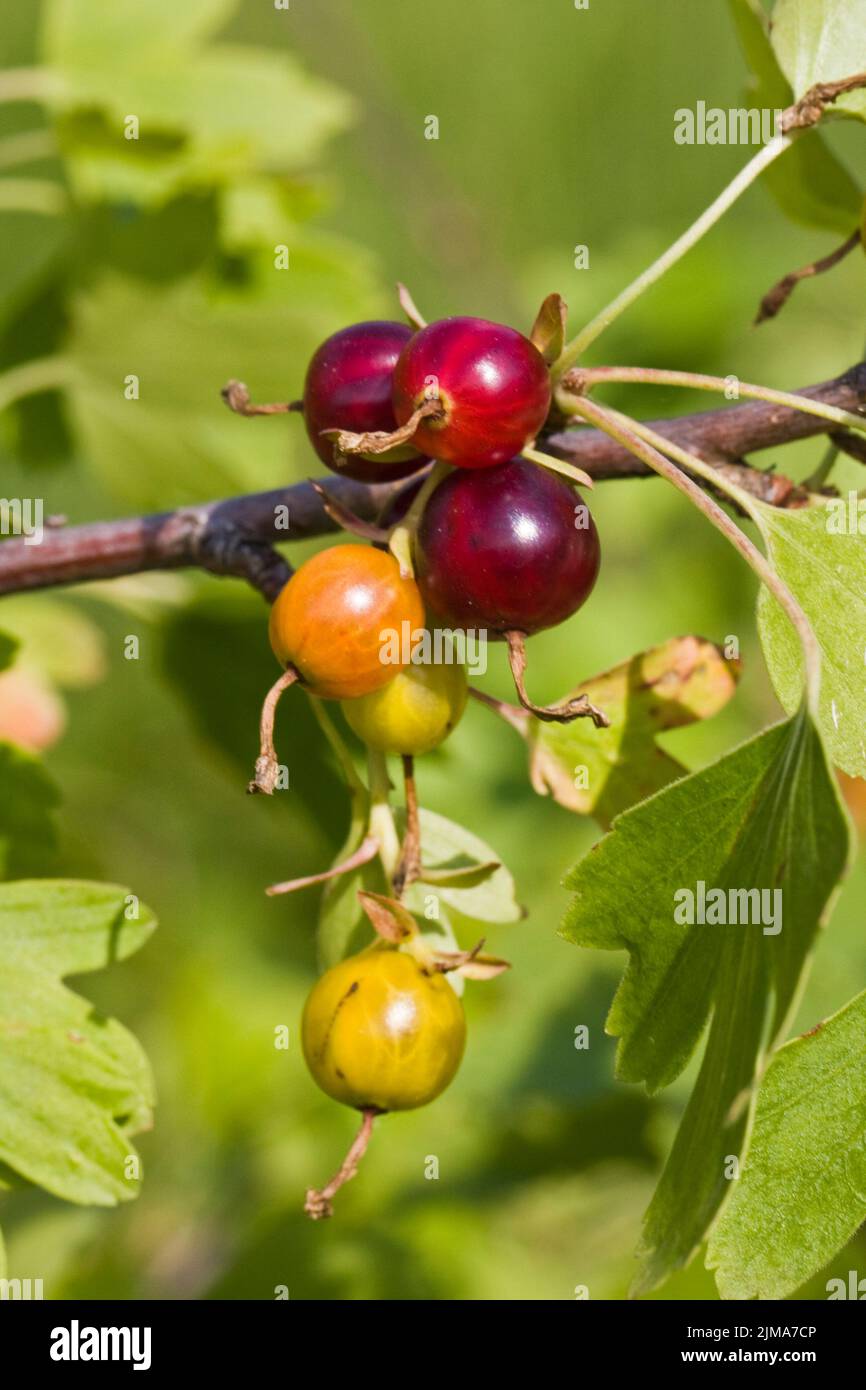 Close up gooseberry bush unripe hi-res stock photography and images - Alamy