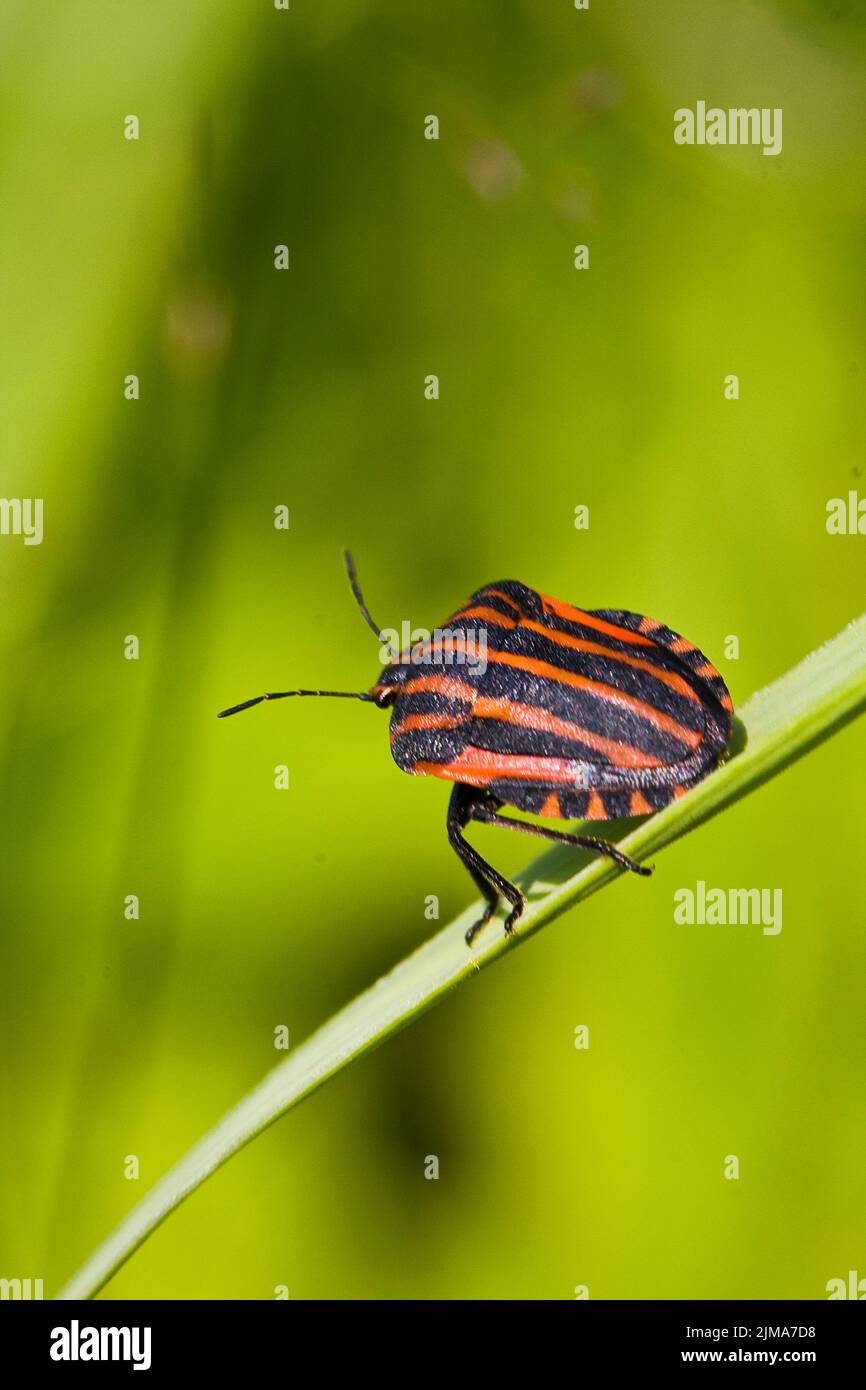 Black orange striped bug Stock Photo