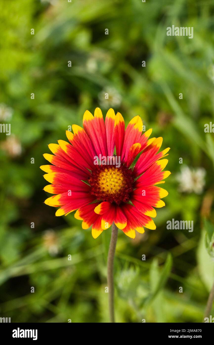 Cone flower in green grass Stock Photo Alamy