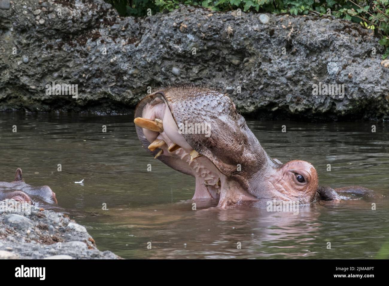 Secret life of animal zoo hi-res stock photography and images - Alamy