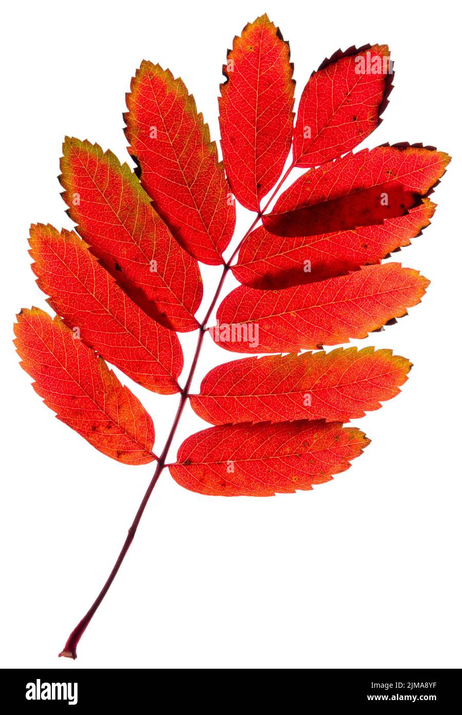 Ash leaf silhouette hi-res stock photography and images - Alamy