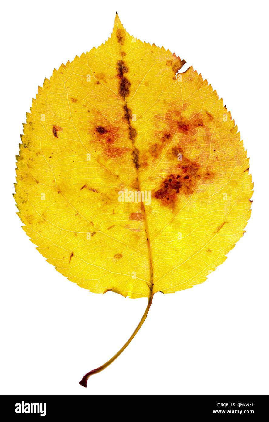 Single orange brown leaf hi-res stock photography and images - Alamy