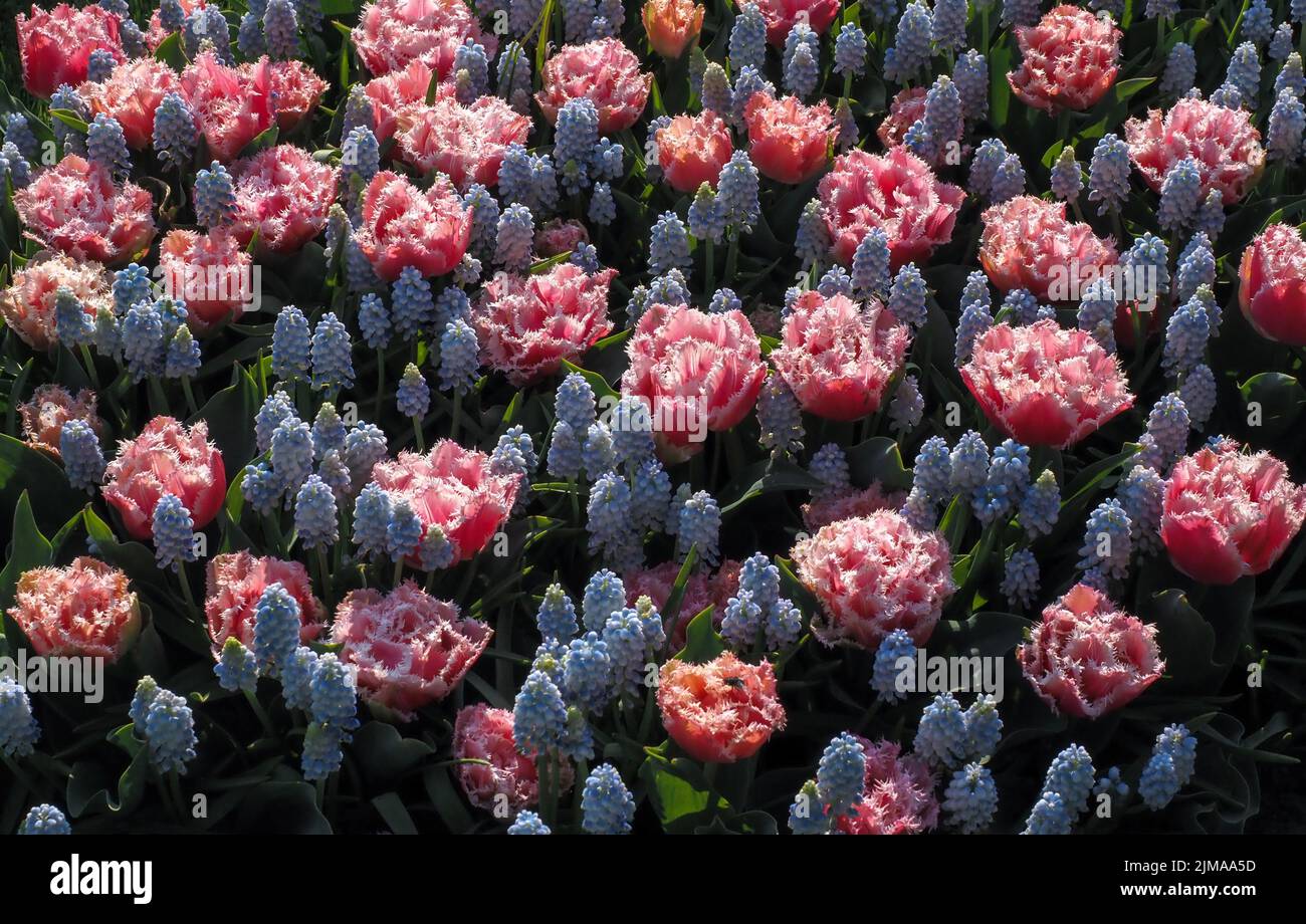Keukenhof, known as the Garden of Europe, one of the world's largest flower gardens near Lisse