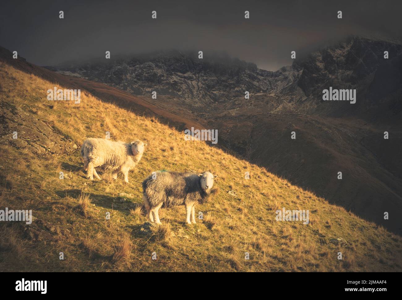 Herdwick Sheep seen on the slopes of Lingmell below Scafell Pike and Scafell in the Lake District at sunset. Stock Photo