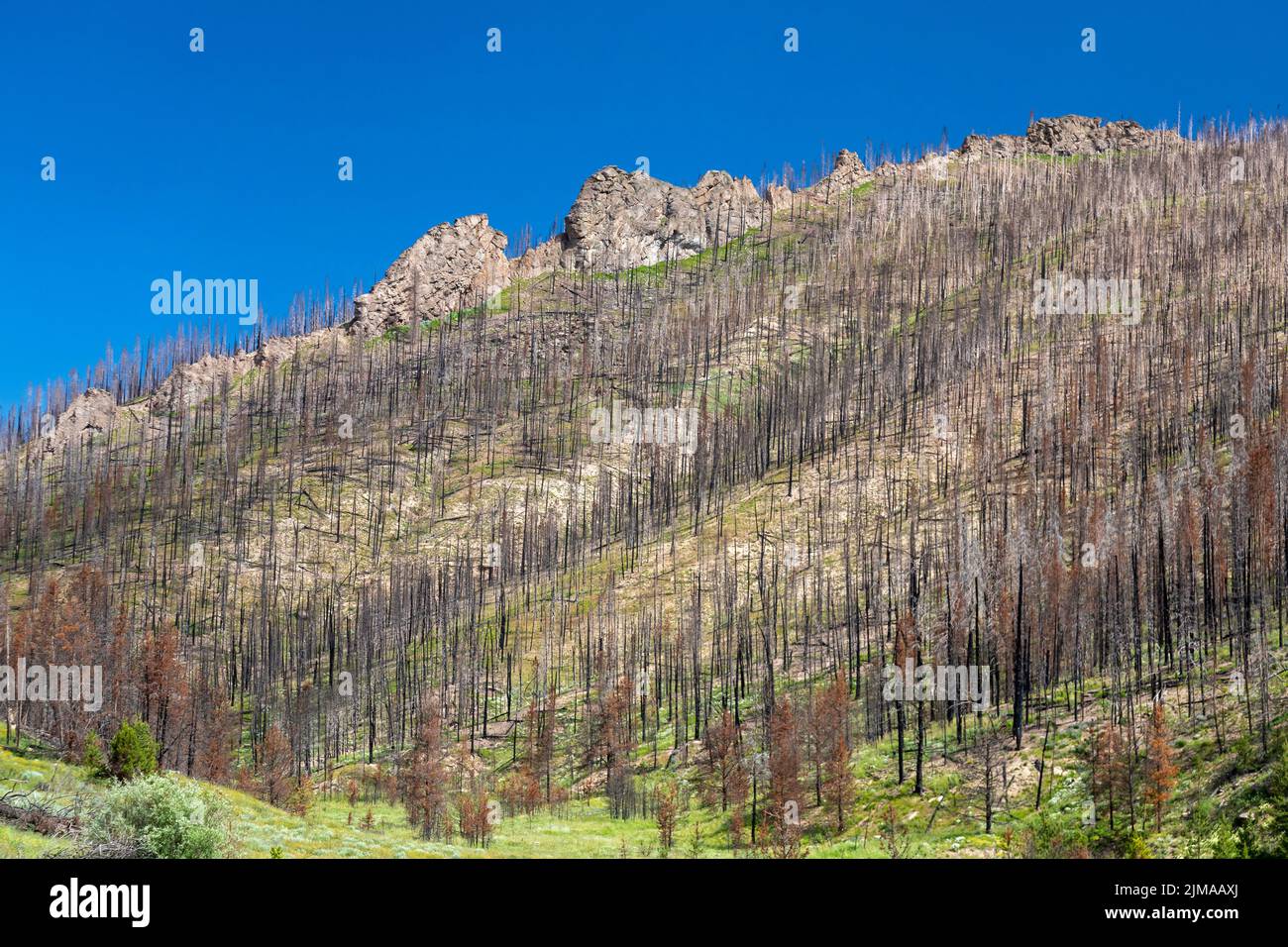 Grand County, Colorado - The aftermath of the East Troublesome Fire. The fire was one of the largest in Colorado's history, burning nearly 200,000 acr Stock Photo