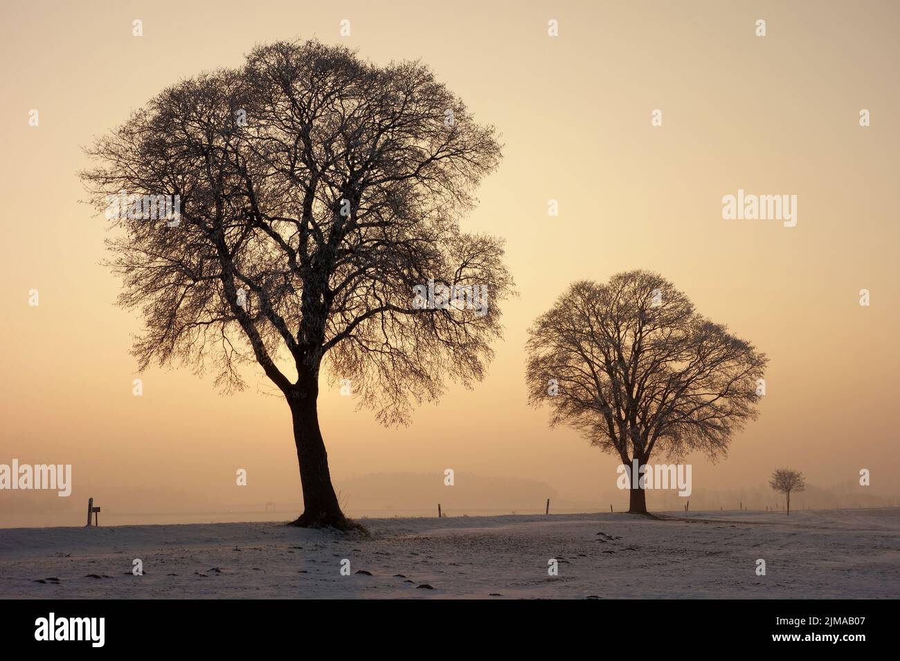 Street trees, trees Stock Photo - Alamy