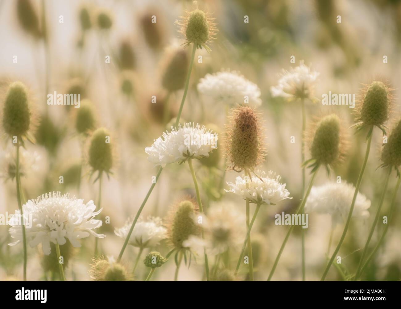 White flowers and seedheads Stock Photo