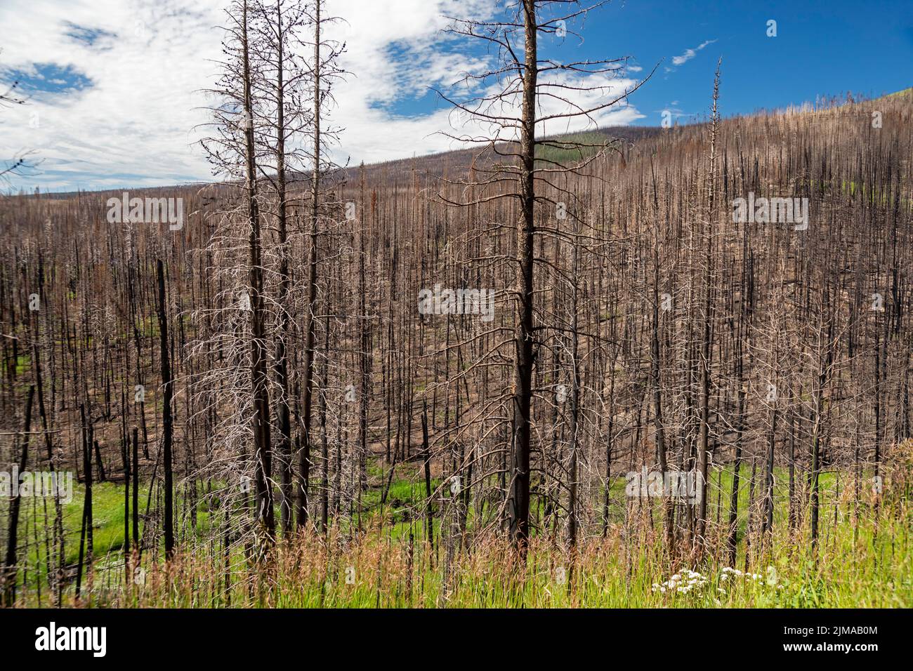 Grand County, Colorado - The aftermath of the East Troublesome Fire