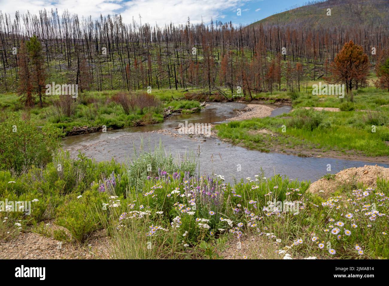 Grand County, Colorado - Wildflowers growing along a Willow Creeknearly two years after the East Troublesome Fire. The fire was one of the largest in Stock Photo