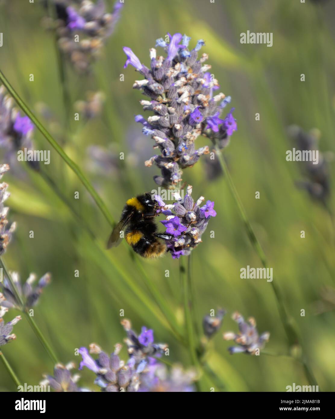 Insect friendly flower hi-res stock photography and images - Alamy