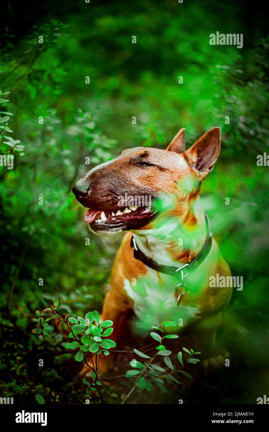 Cute ginger happy bull terrier is sitting among plants with green foliage in the forest. A joyful dog on a walk in the woods. Stock Photo