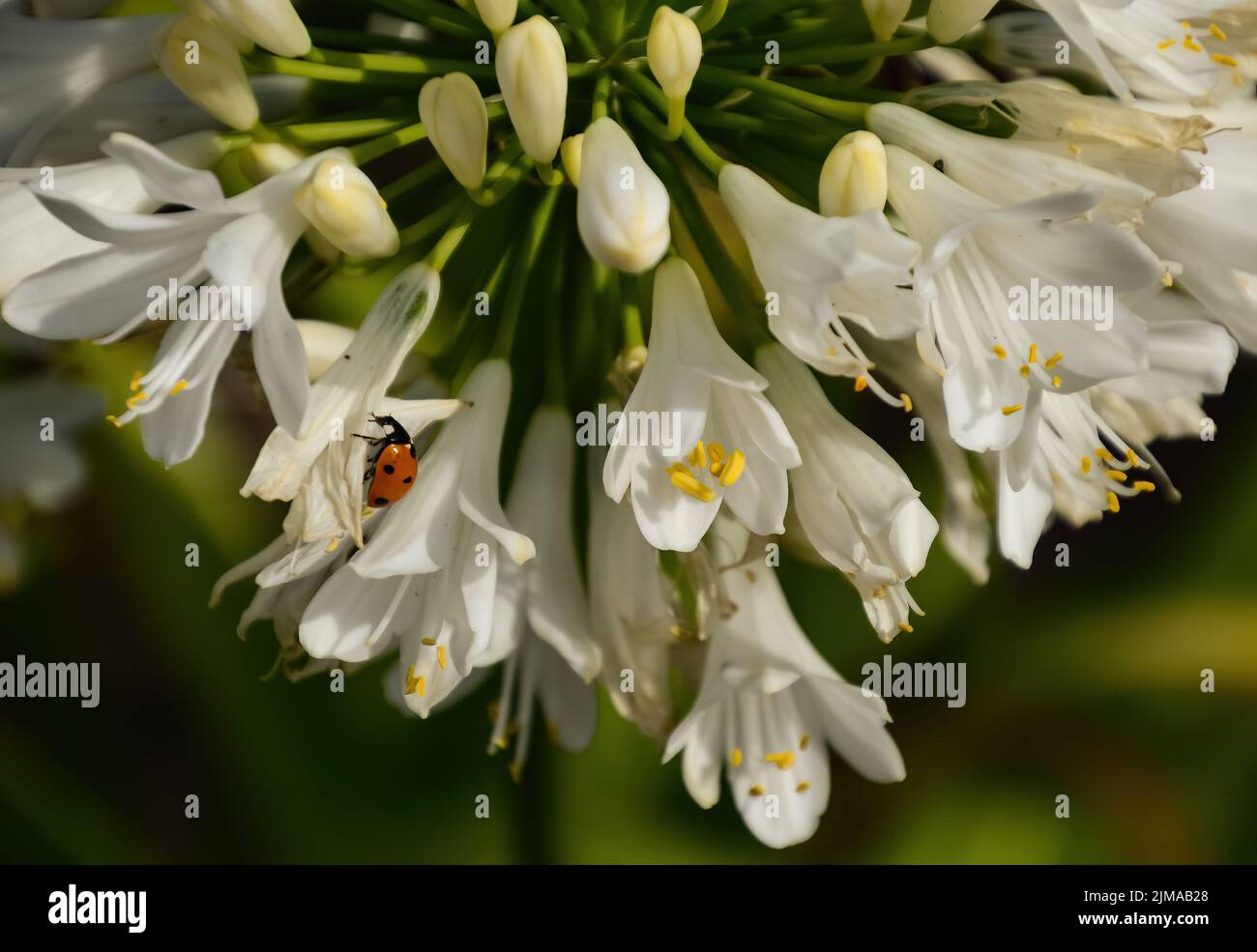 Agapanthus flowers with ladybird Stock Photo