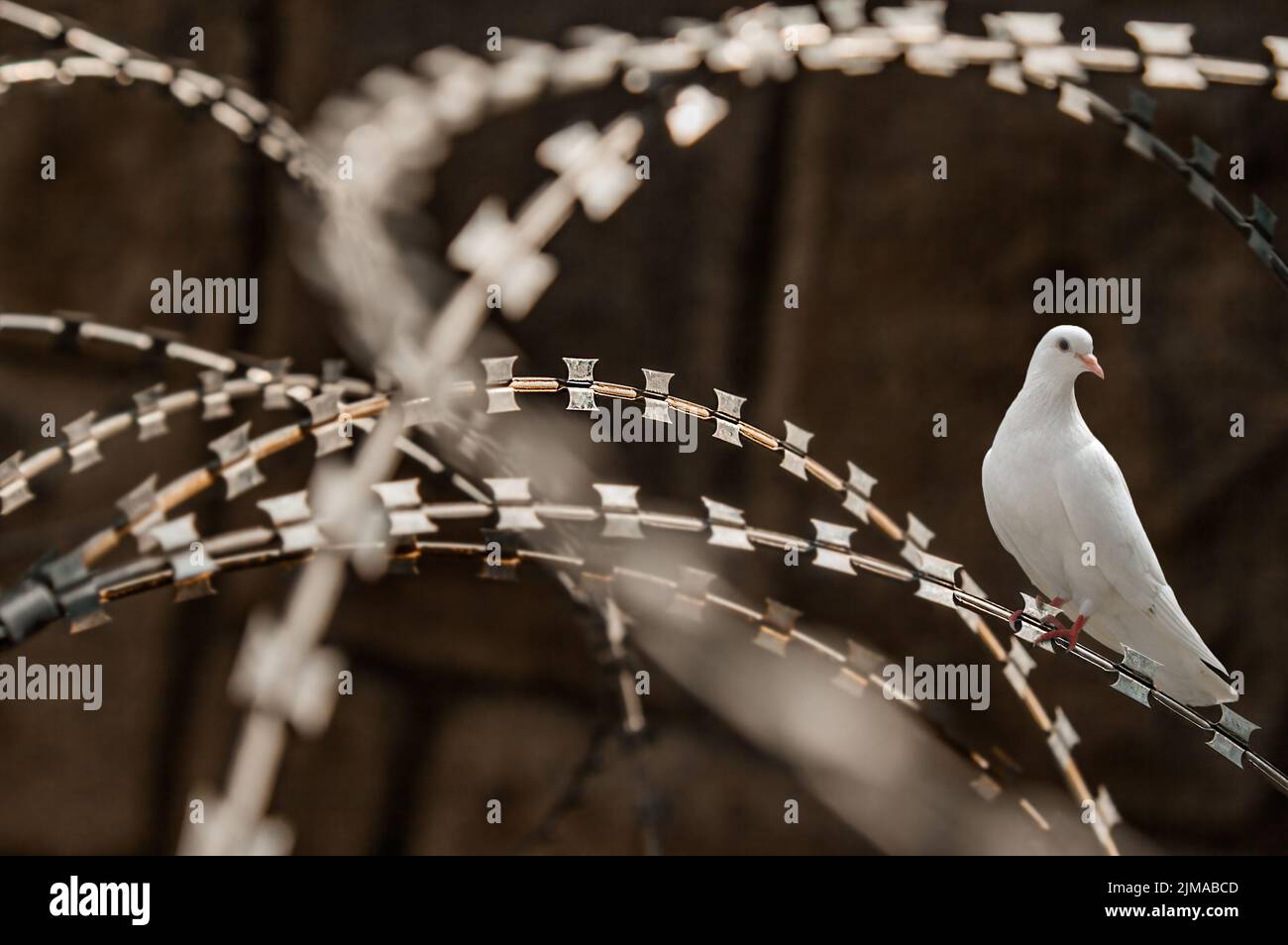 White pigeon razor wire fence Stock Photo - Alamy