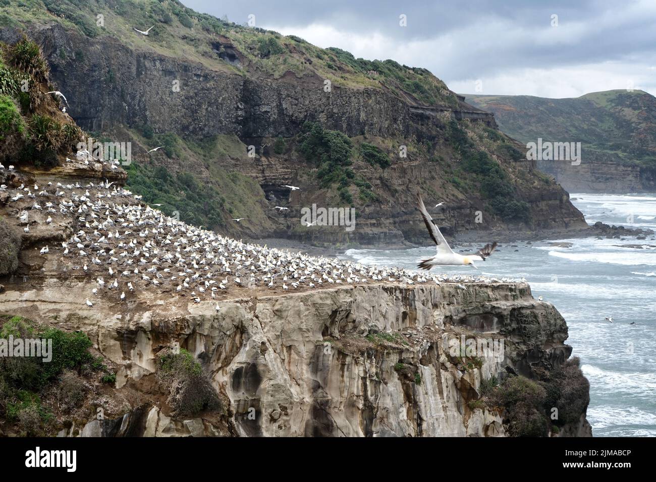 Adult gannets sitting on cliff of Pacific Ocean with waves in background Stock Photo