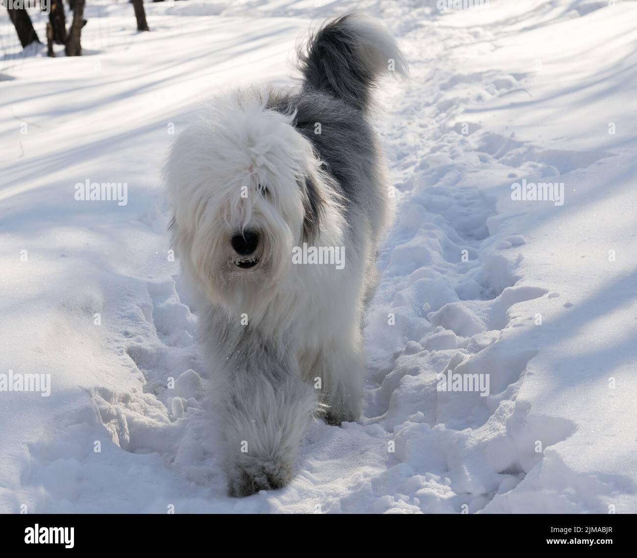 Pedigree Bobtail dog walking outdoor in winter park Stock Photo
