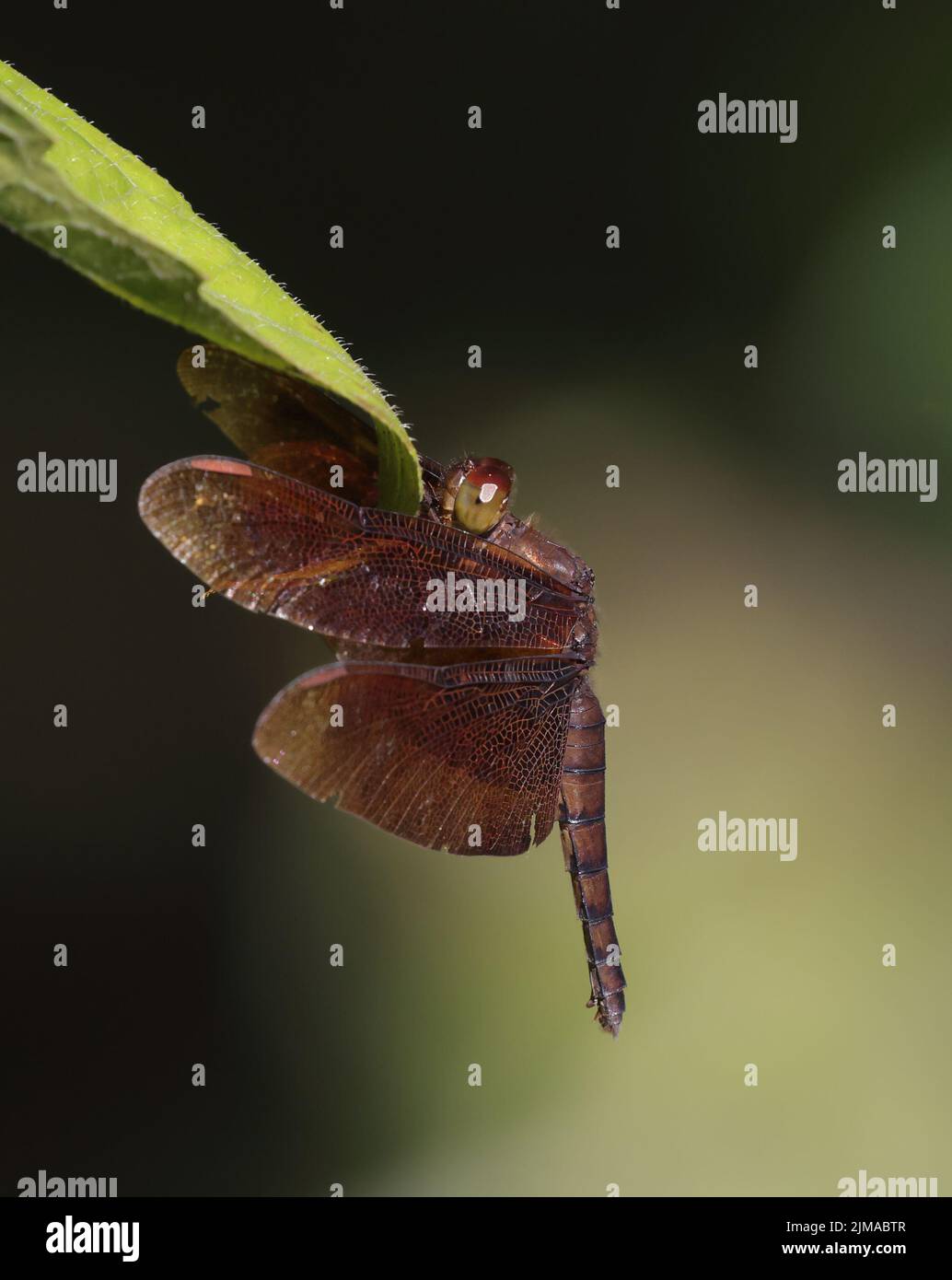 close up macro photo of a dragonfly Stock Photo - Alamy