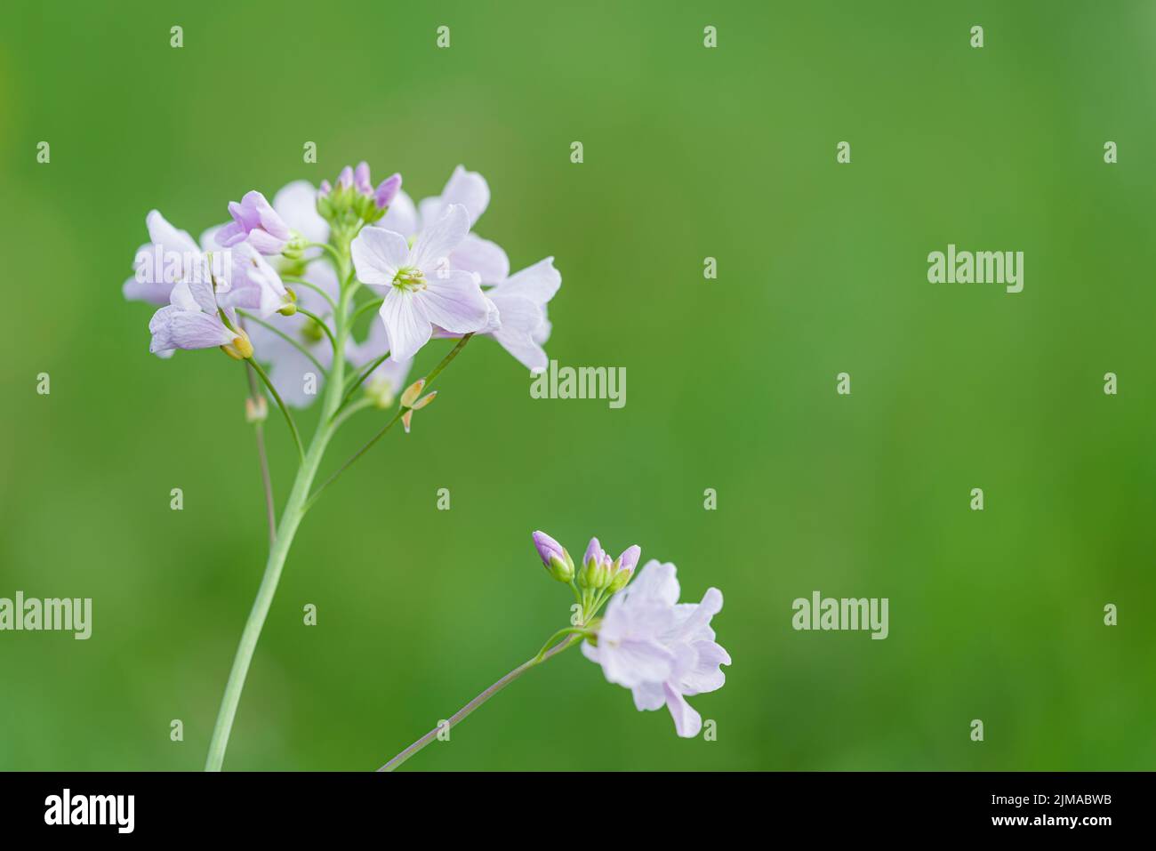 Cuckooflower or Lady's Smock (Cardamine pratensis) in flower in a meadow in spring in the South West of England. Stock Photo