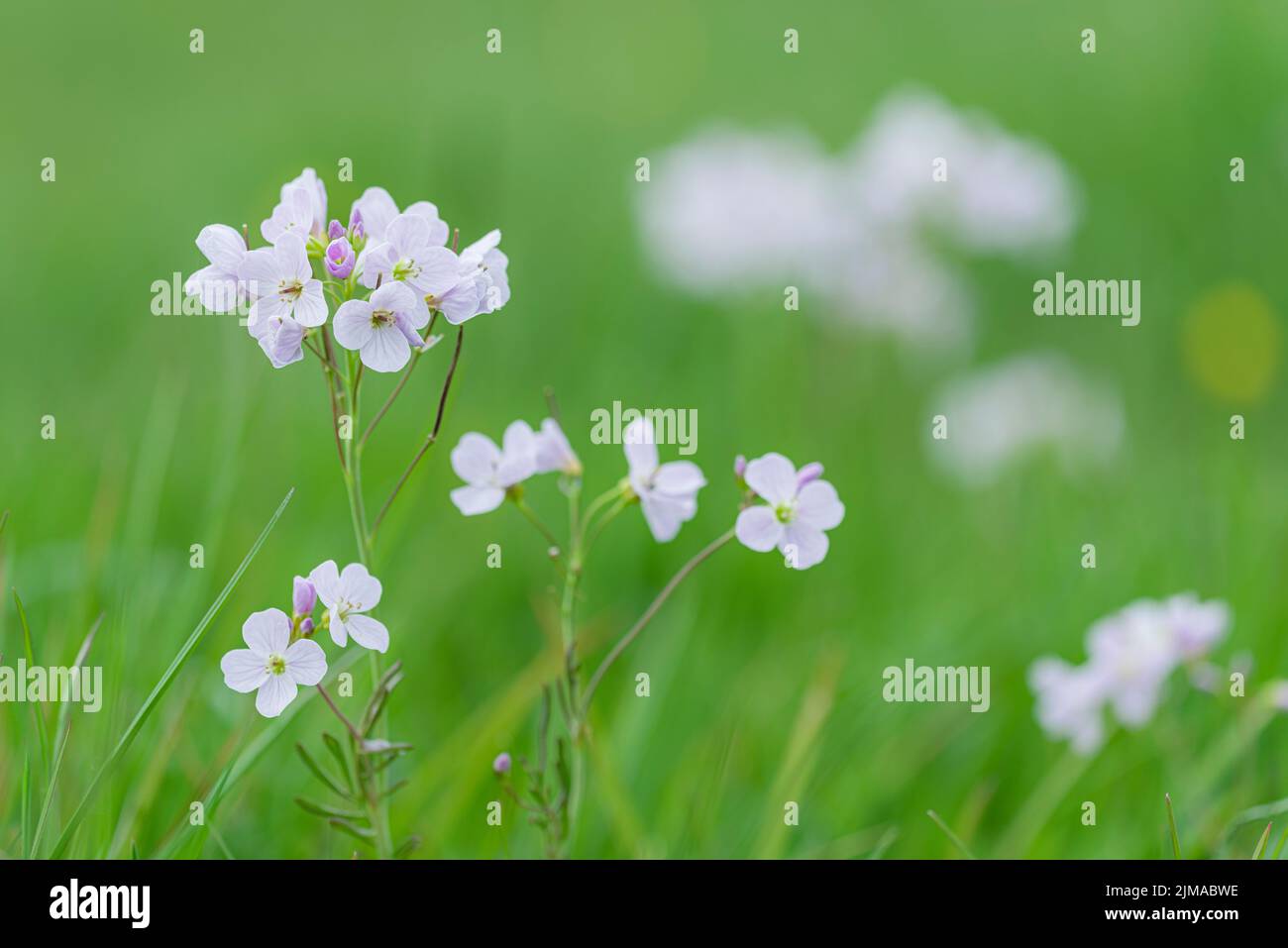 Cuckooflower or Lady's Smock (Cardamine pratensis) in flower in a meadow in spring in the South West of England. Stock Photo