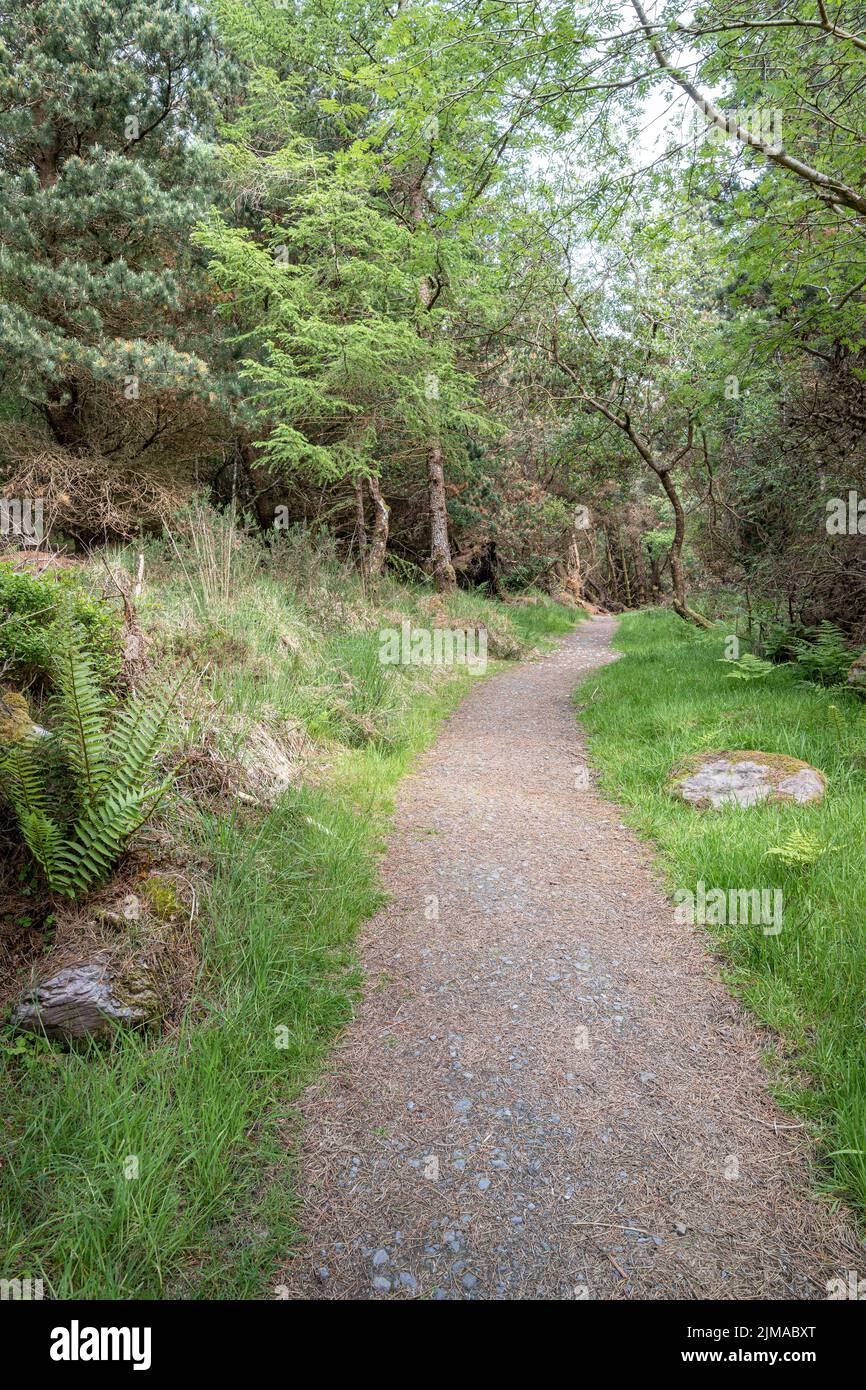 Footpath through Caragh Lake Forest on the Dingle Peninsular in County Kerry, Ireland Stock Photo