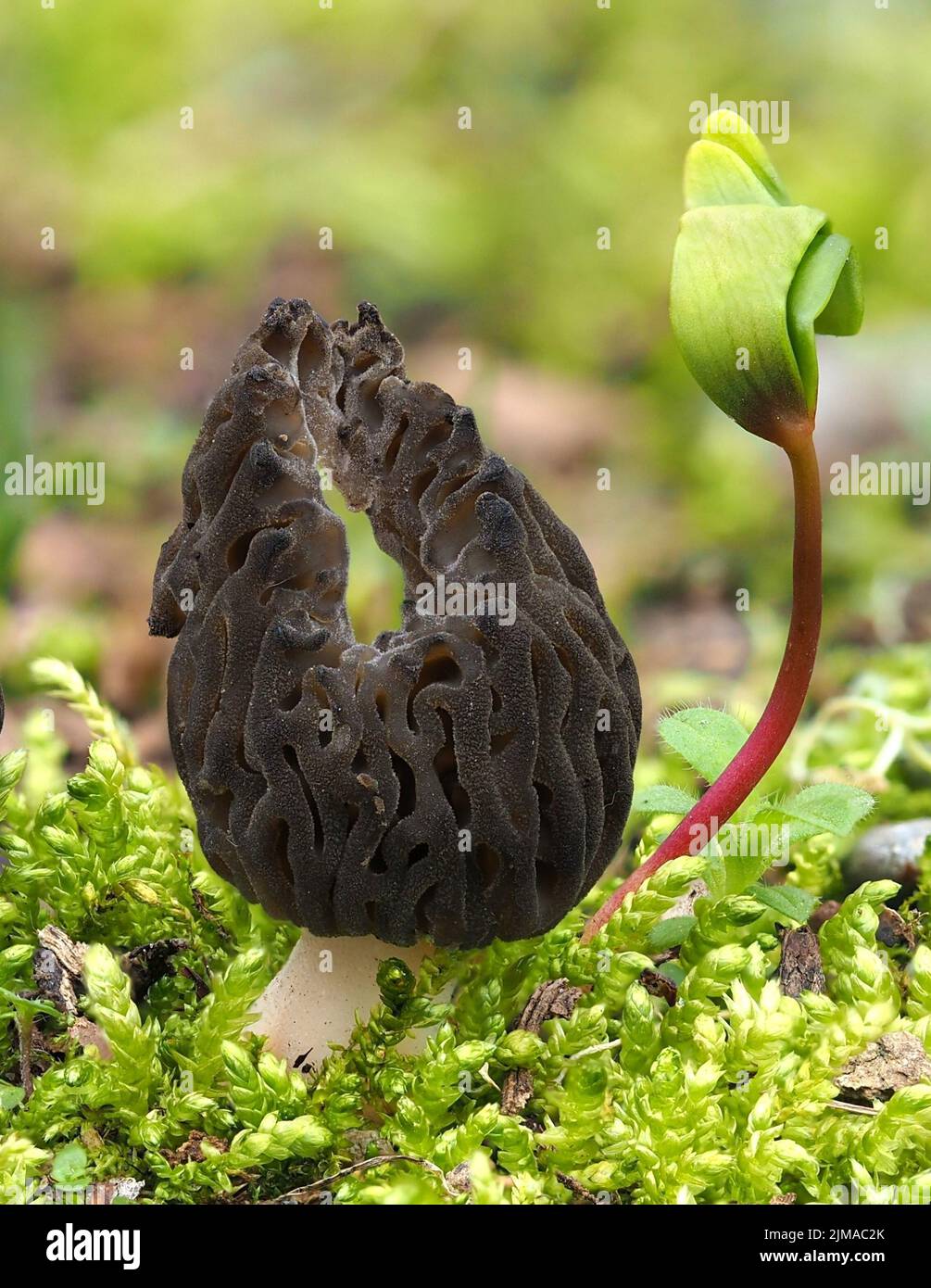 Black morel Maple seedling Stock Photo Alamy