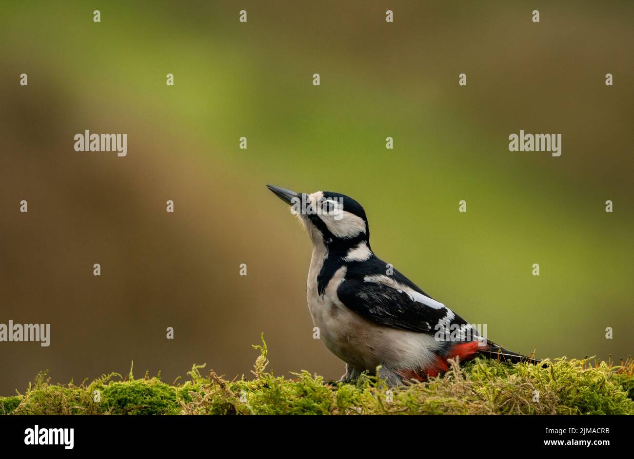Great Spotted Woodpecker portrait in Galloway Forest Park, Scotland