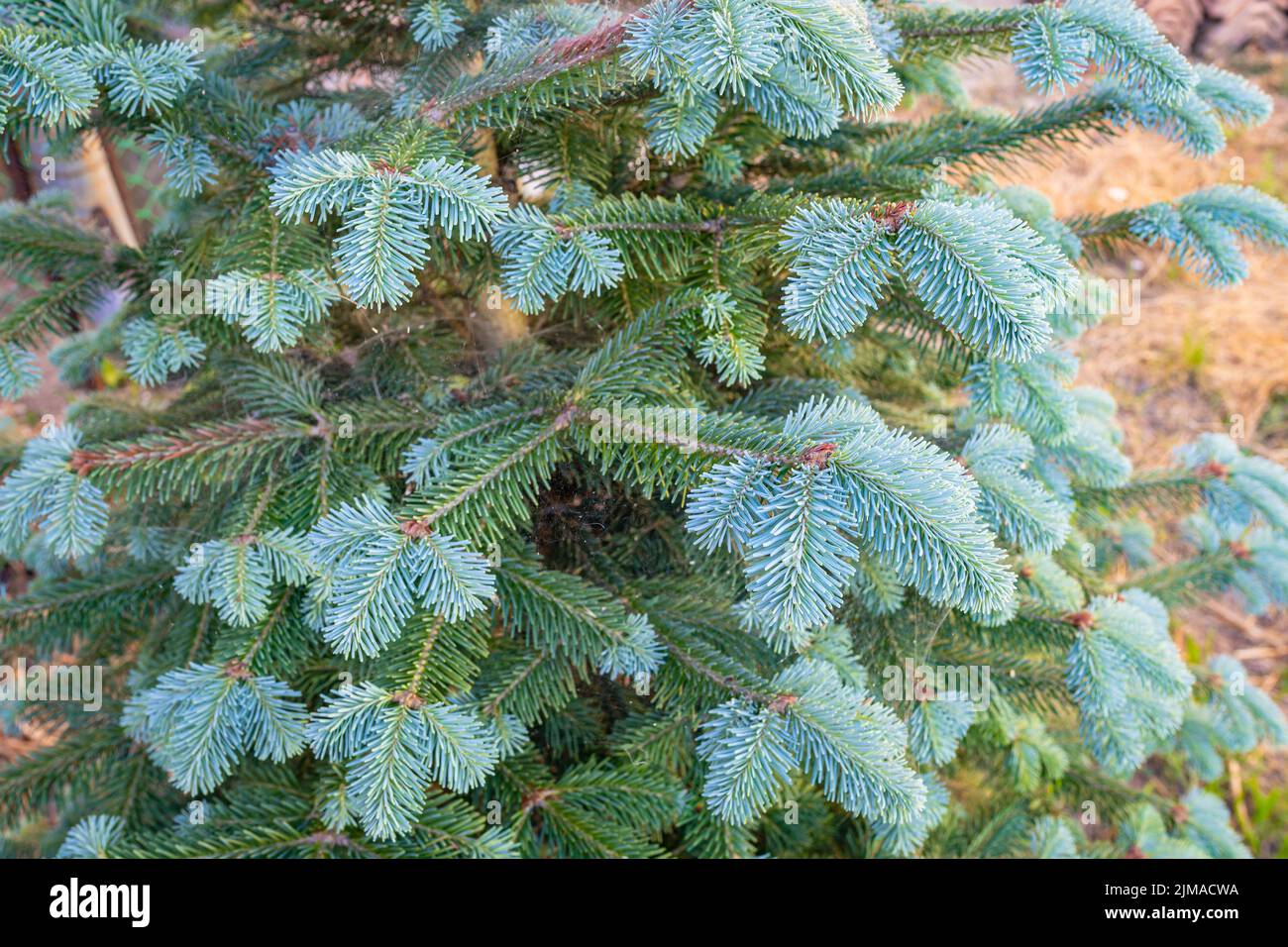 Detailed image of young twigs of corkbark fir (Abies lasiocarpa arizonica) with fresh soft blue-green needles in a garden Stock Photo