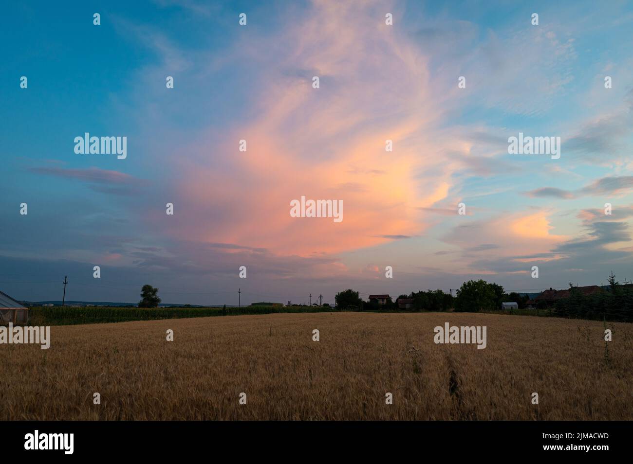 Storm cloud over wheat fields is illuminated pink by the setting sun Stock Photo