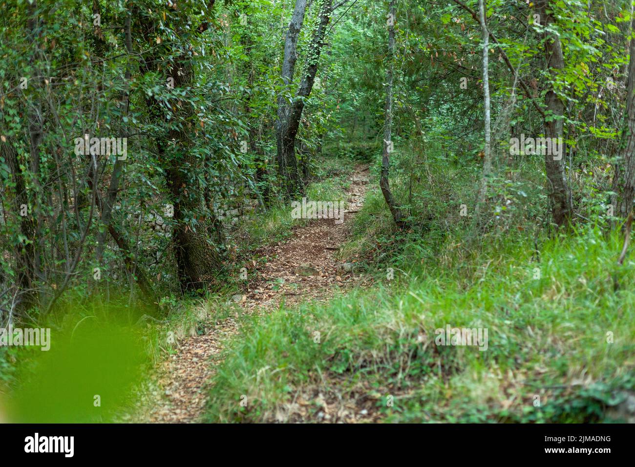 wild path in a green summer forest, selective focus Stock Photo