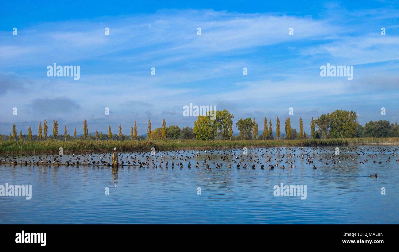 HÃ¶ri peninsula with waterbirds - lake constance Stock Photo