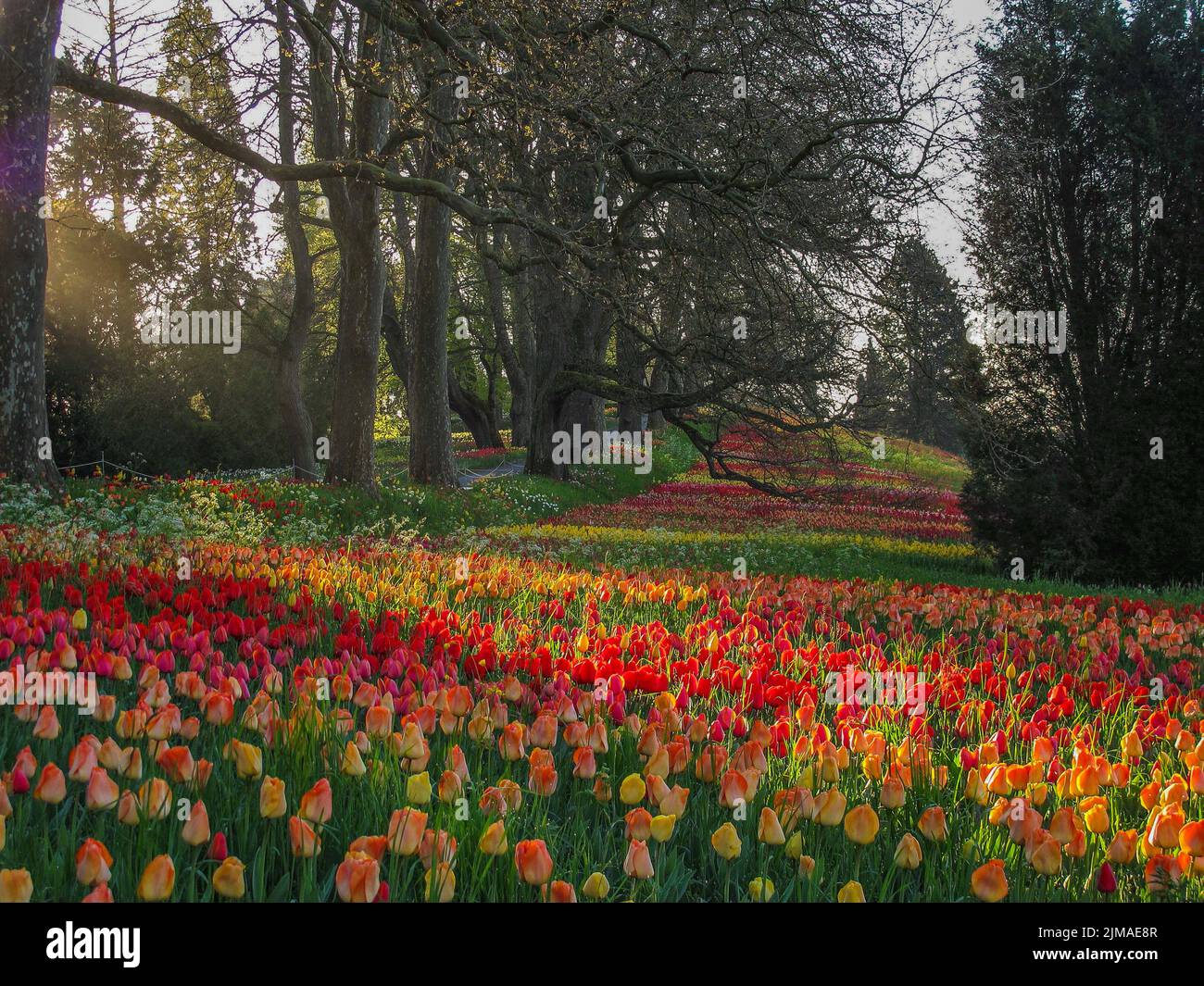 Spring avenue on the island of Mainau - lake constance Stock Photo - Alamy