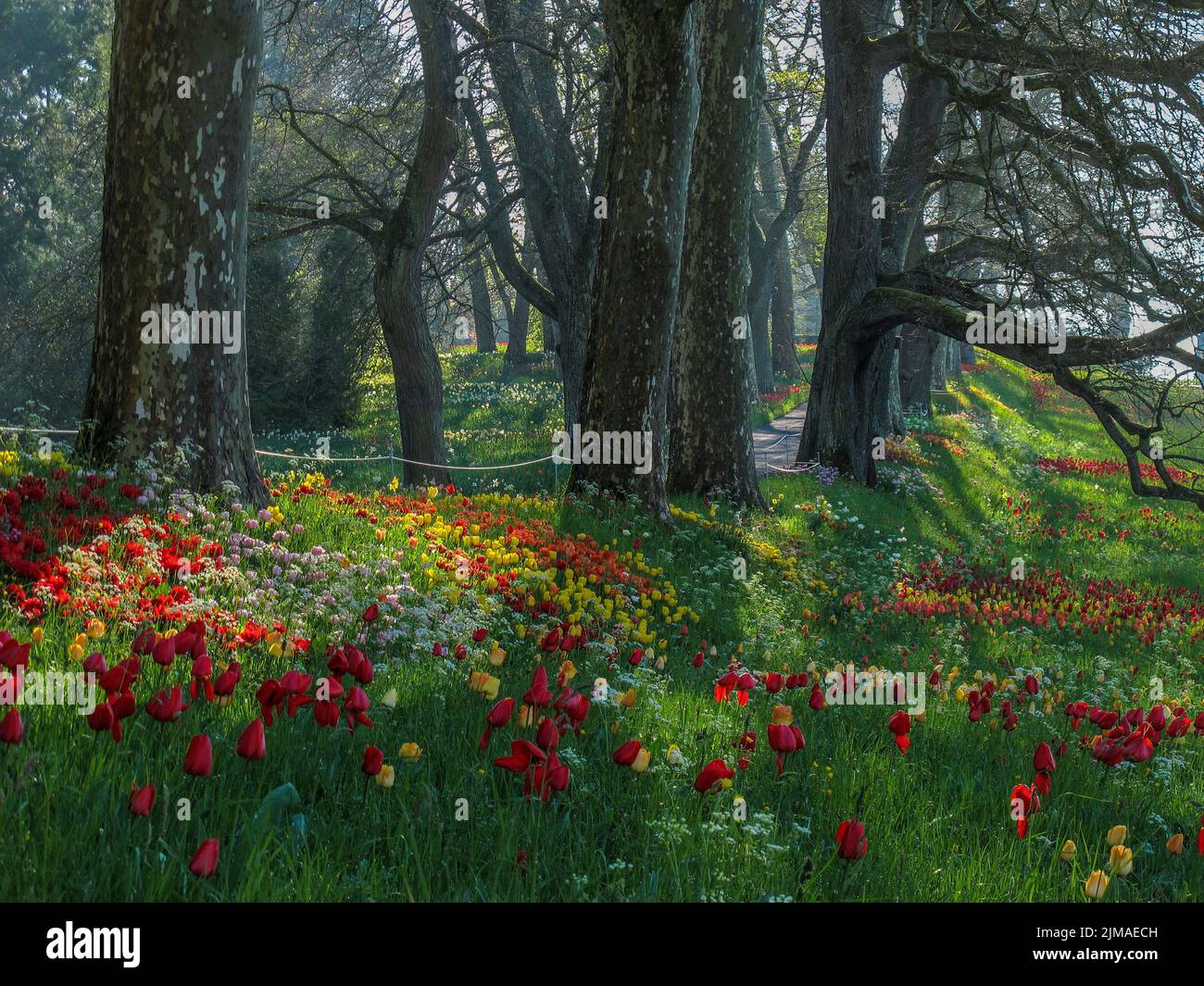 Spring avenue on the island of Mainau - lake constance Stock Photo - Alamy