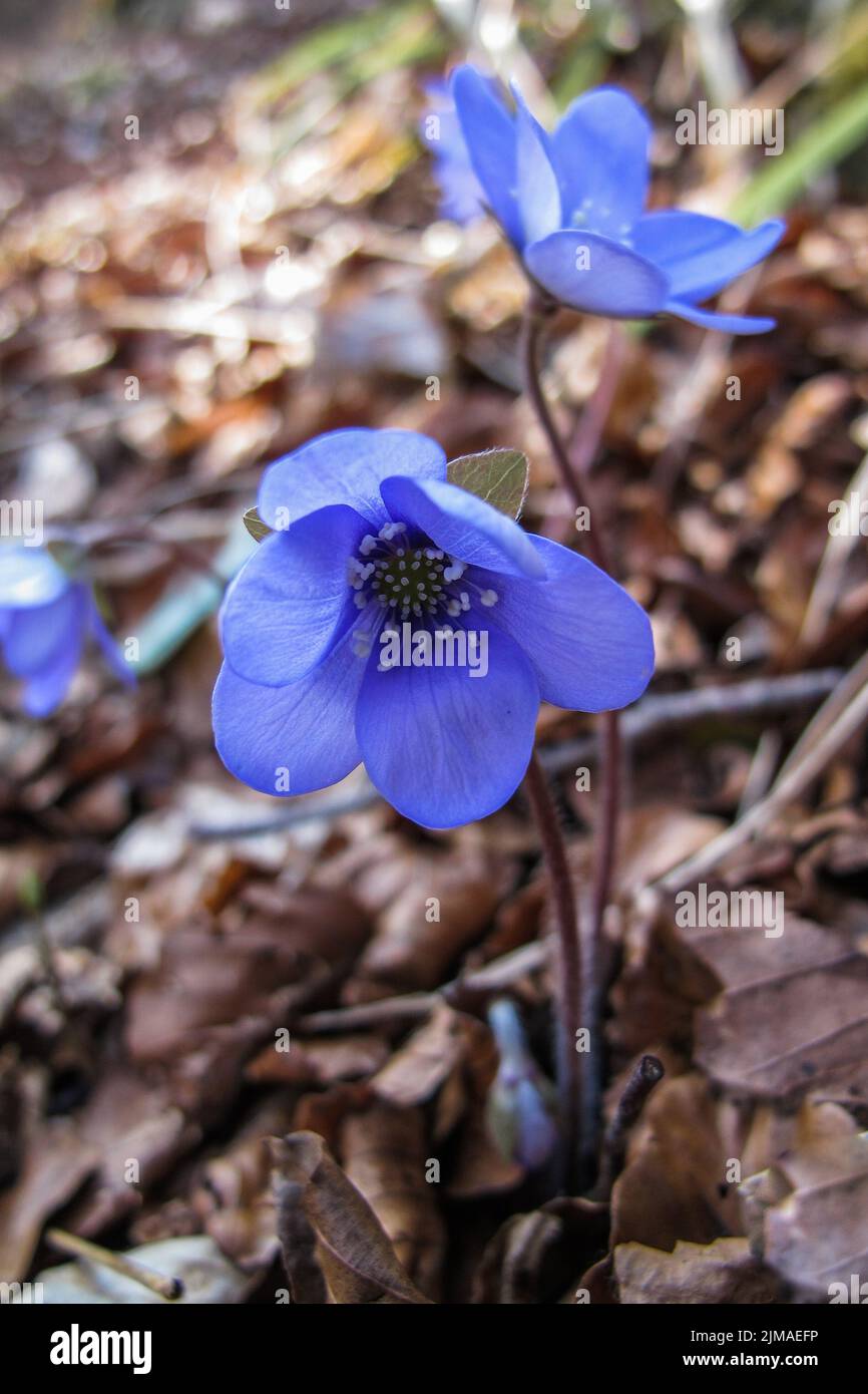 Liverwort in the deciduous Stock Photo Alamy