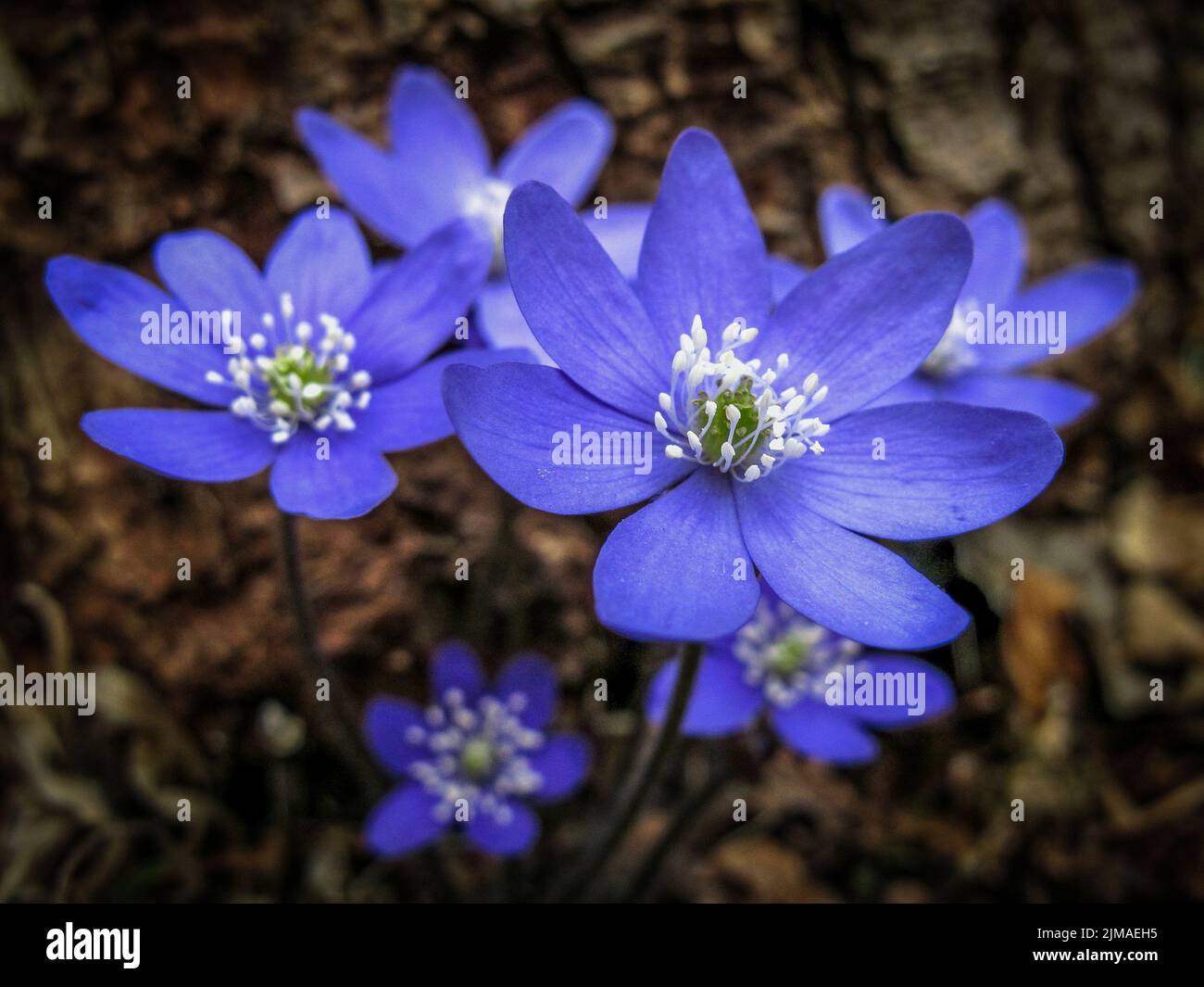 Liverwort in the deciduous Stock Photo Alamy