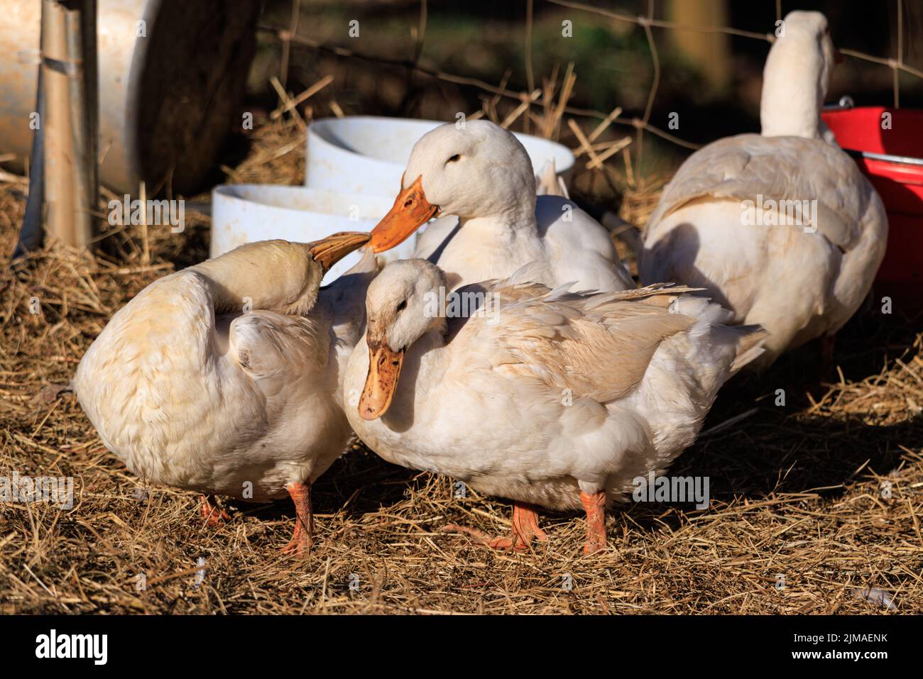 Several ducks on hay at Hill Top Berry Farm and Winery in Nelson County